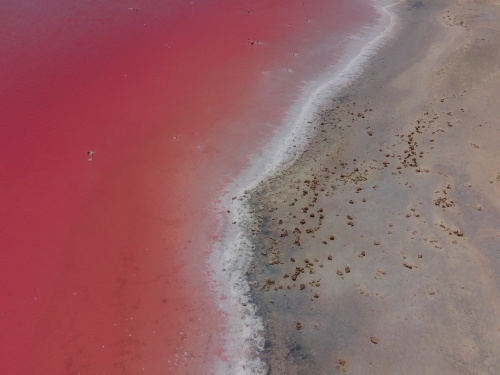 top shot of a pink lake with white salt at the shoreline - Australian Stock Image