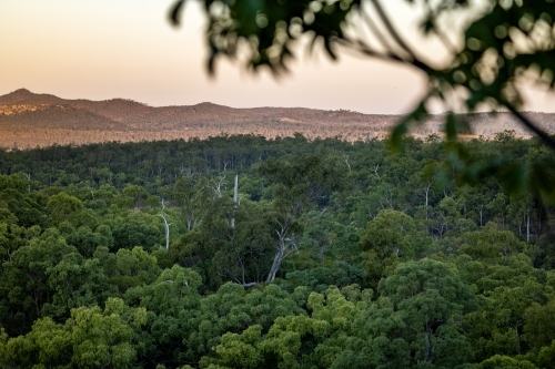 Top view of luscious green forest with mountains in the background - Australian Stock Image