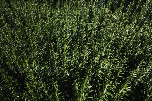 Top view shot of a green herb-type foliage growing in an open space - Australian Stock Image