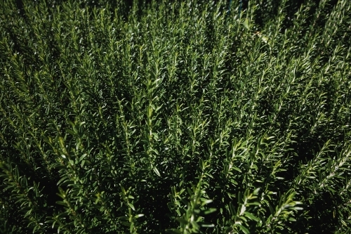 Top view shot of a green herb-type foliage growing in an open space