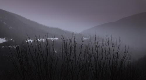 Tops of dead trees in front of dark mountains and mist - Australian Stock Image