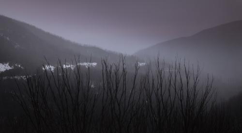 Tops of dead trees in front of dark mountains and mist