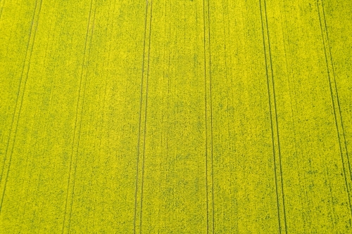 topshot of a big field yellow field