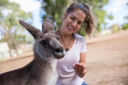 Tourist Experiences Kangaroos - Australian Stock Image