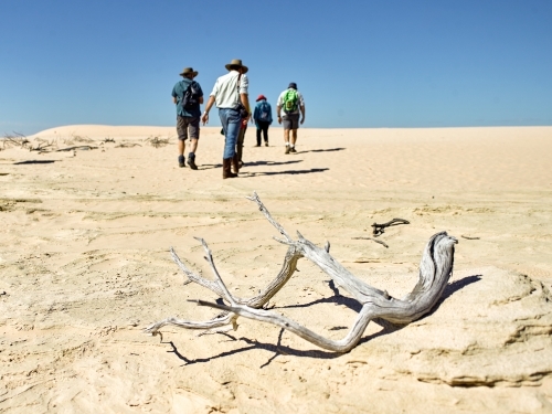 Tourists walking up a sandhill with dry branch in foreground - Australian Stock Image