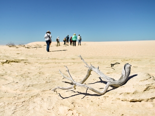 Tourists walking up a sandhill with dry branch in foreground - Australian Stock Image