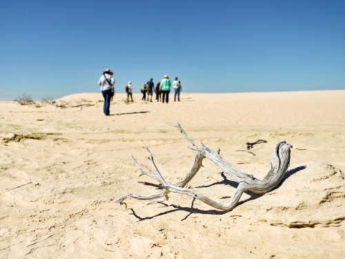 Tourists walking up a sandhill with dry branch in foreground