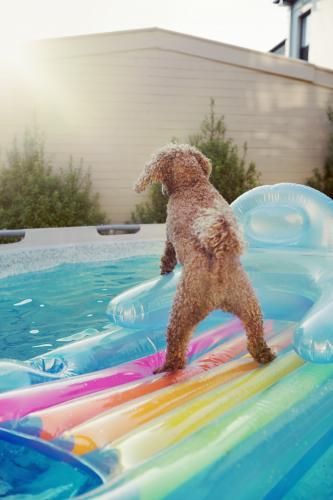 Toy poodle playing on a lilo in backyard swimming pool