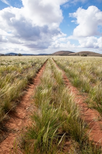 track through native grasses in an outback landscape - Australian Stock Image