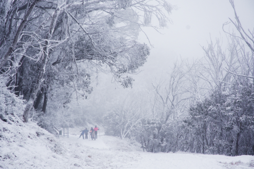 Track with cross country skiers in the mist and snowy trees - Australian Stock Image
