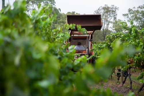 Tractor among vines in vineyard
