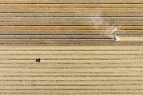 tractor harvesting crop aerial view of straight lines and windrows in paddock at harvest time - Australian Stock Image