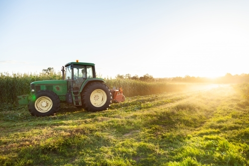 Tractor harvesting forage crop - Australian Stock Image