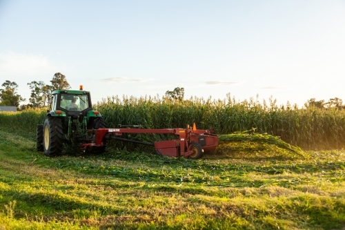 Tractor harvesting forage crop - Australian Stock Image