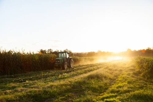 Tractor harvesting forage crop - Australian Stock Image