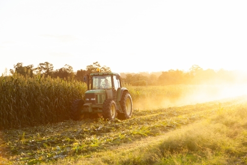 Tractor harvesting forage crop