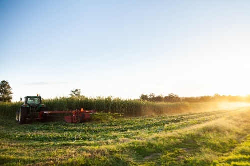 Tractor harvesting forage crop - Australian Stock Image