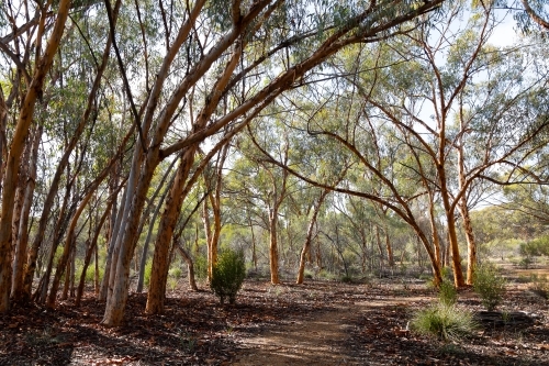 trail through eucalyptus trees in the goldfields of Western Australia - Australian Stock Image