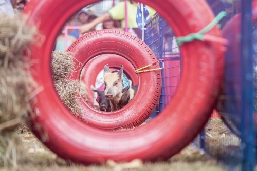 Trained pigs jumping through red tyres