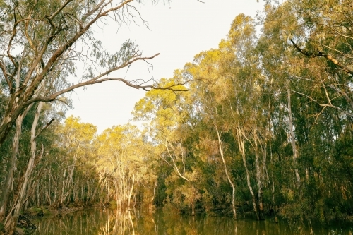 tranquil golden afternoon along the Gunbower Creek in Koondrook Victoria Australia - Australian Stock Image