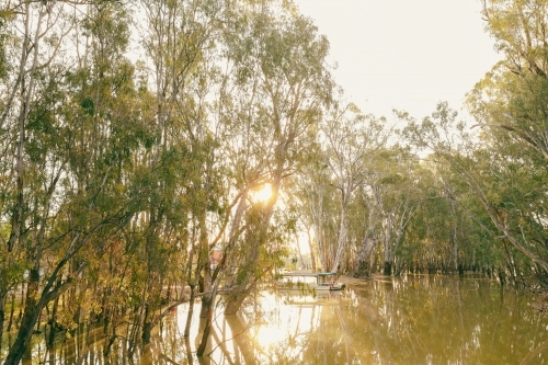 tranquil golden afternoon along the Gunbower Creek in Koondrook Victoria Australia - Australian Stock Image