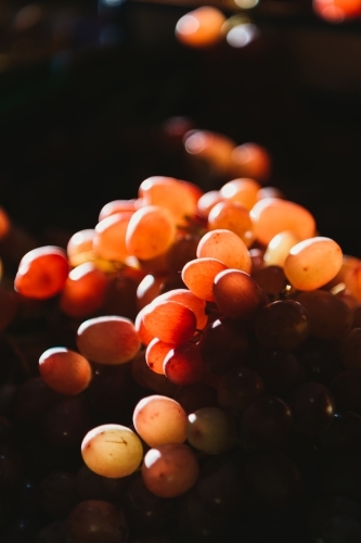 Transparent red grapes on dark background. - Australian Stock Image