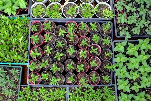 Trays of green seedlings from above - Australian Stock Image