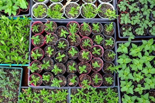 Trays of green seedlings from above