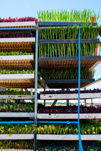 Trays of vegetable seedlings in racks - Australian Stock Image