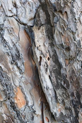 Tree Bark Texture - Australian Stock Image