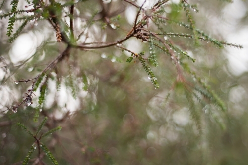 Tree branch and leaves with water droplets