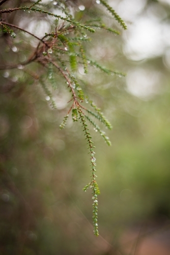 Tree branch and leaves with water droplets