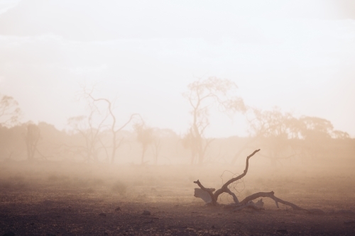 Tree branch in the dust on ground in paddock - Australian Stock Image