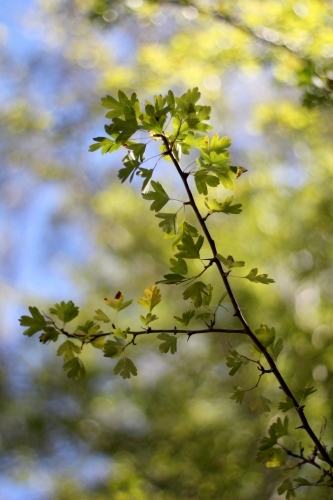 Tree branch with blurred background