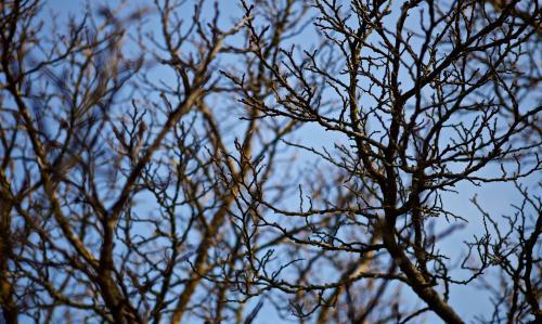 Tree branches against a light blue sky - Australian Stock Image