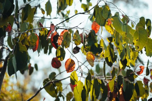 Tree branches with green and autumn hues on a sunny day. - Australian Stock Image
