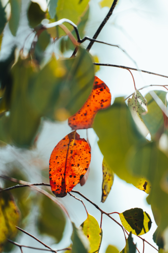 Tree branches with green and autumn hues on a sunny day. - Australian Stock Image