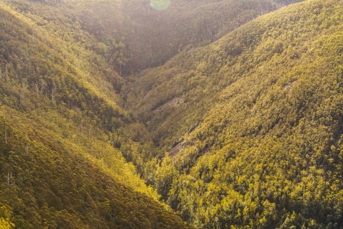 Tree-coated Tasmanian valley