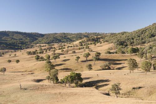 Tree covered hills with barren patches of dry grass - Australian Stock Image