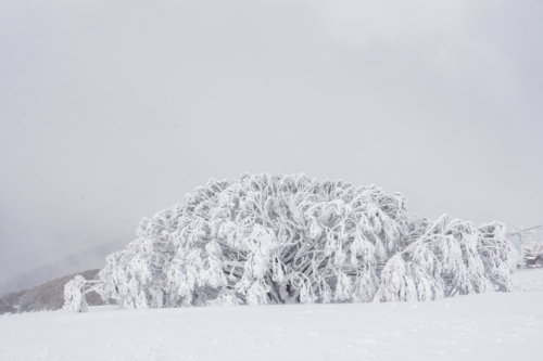 Tree covered in snow on a misty day, horizontal - Australian Stock Image