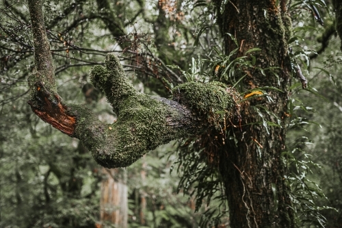 Tree covered with moss - Australian Stock Image