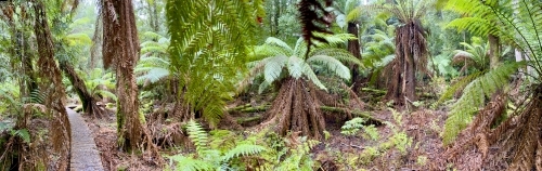 Tree fern panorama with boardwalk - Australian Stock Image