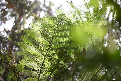 Tree ferns - Australian Stock Image