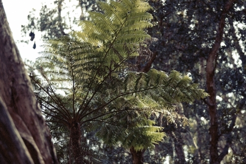 Tree ferns - Australian Stock Image