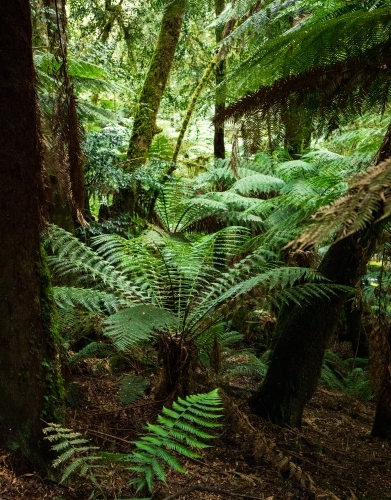 tree ferns on forest floor, vertical