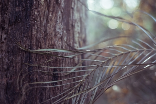 tree frond and trunk in forest - Australian Stock Image
