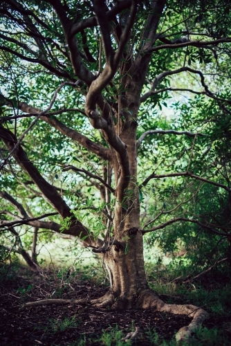 Tree in a forest - Australian Stock Image