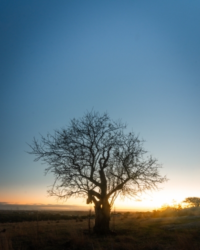 Tree in a Rural Paddock Backlit by the Rising Sun - Australian Stock Image