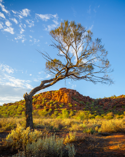 tree in golden scene from outback Australia - Australian Stock Image