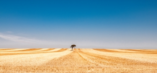 Tree in middle of harvested wheat paddock creating harvest lines - Australian Stock Image